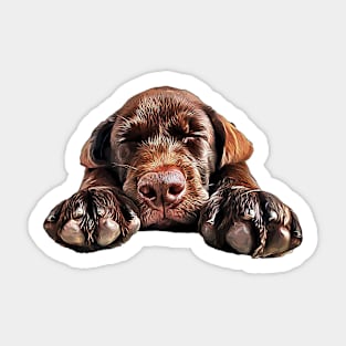 Labrador Chocolate Cutie Sticker